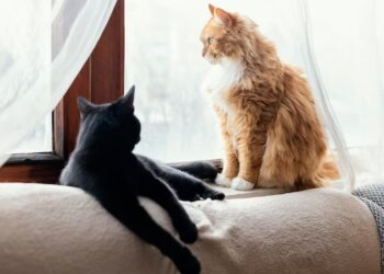 Котики. Фото Freepik