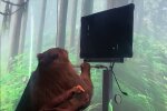 Мавпа / скріншот з відео