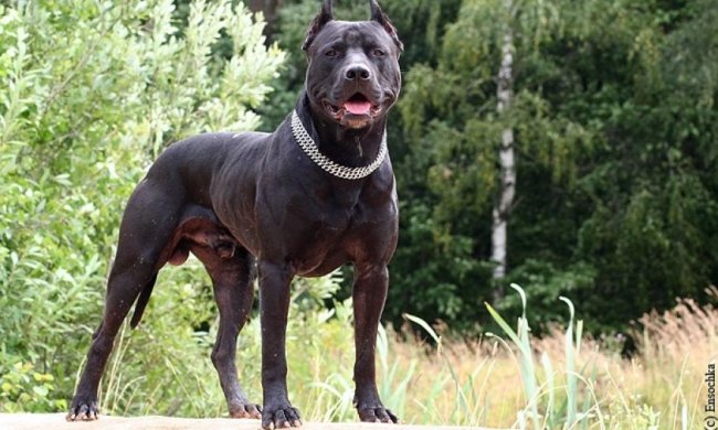 Влада заборонила жителям Монреаля тримати пітбультер'єрів