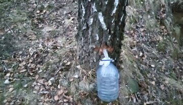 Березовий сік: фото скрін Ютуб