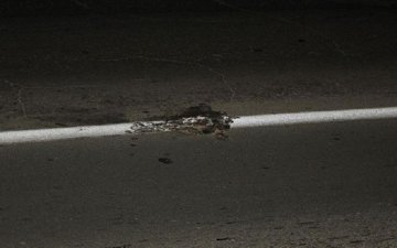 На Алтае труп кота стал частью дорожной разметки: видео 