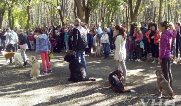 В Ужгороде стартовала выставка собак (фото)