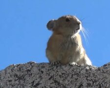 Бабаки, фото: скріншот з відео