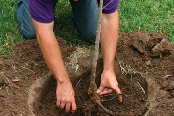 У Києві можна посадити дерево в режимі онлайн за 500 гривень