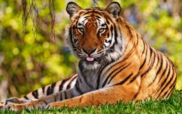 Международный день тигра 29 июля: интересные факты, о которых вы точно не знали