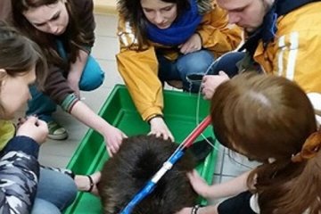 Активисты спасли из капкана бобра