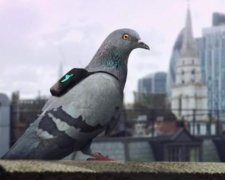 Лондонські голуби роблять пости у Twitter