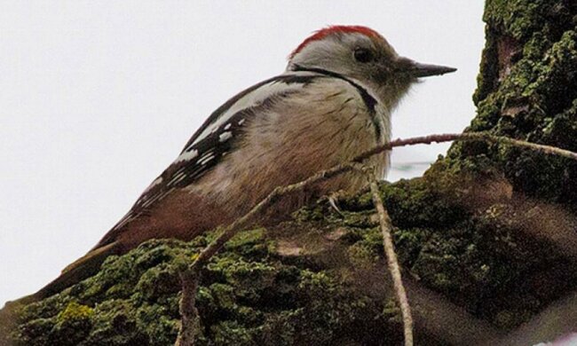 На Хортиці знайшли унікального дятла