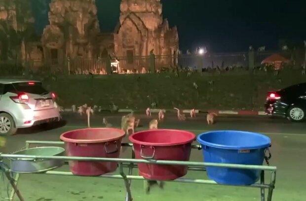 Обезьяны в Таиланде, скриншот: YouTube