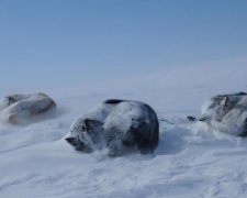 ШОК! Російський шкуродер вигнав мокрого пса на 50-градусний мороз