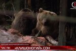 На Закарпатті аномальна зима не дає клишоногим спокою, ніяк не вляжуться: "Вже два роки"