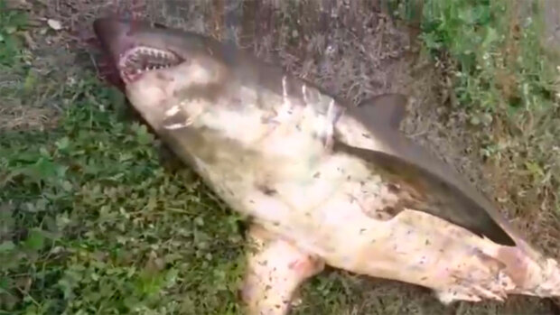 оселедцева акула, скріншот з відео