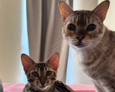 Котики, фото: Знай.ua