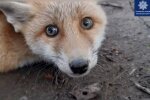 врятоване лисеня, скріншот з відео