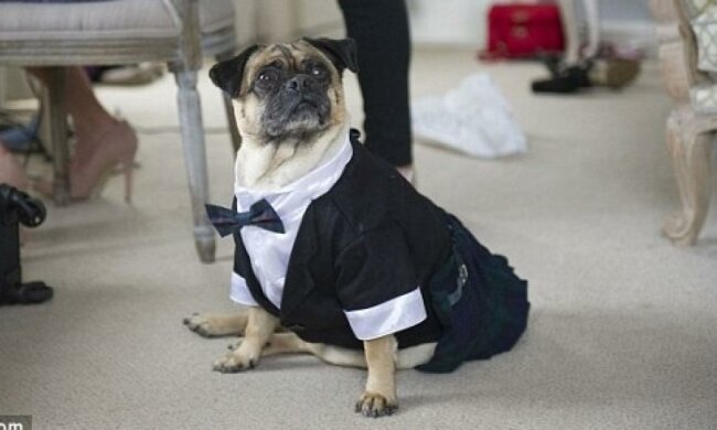 Мопс принес молодоженам обручальные кольца