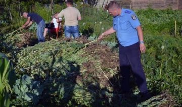 Полиция разоблачила очередной "наркокартель" пенсионерок