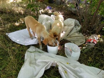 У Дніпрі двох малюків загорнули в мішок і викинули напризволяще — городяни благають про допомогу