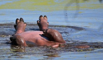 Фото бегемота, який відпочиває, підірвали мережу
