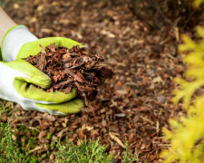 Мульчування. Фото Волинська Служба Новин