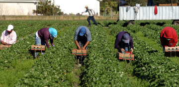 Продаж городини та сезонна робота: податки
