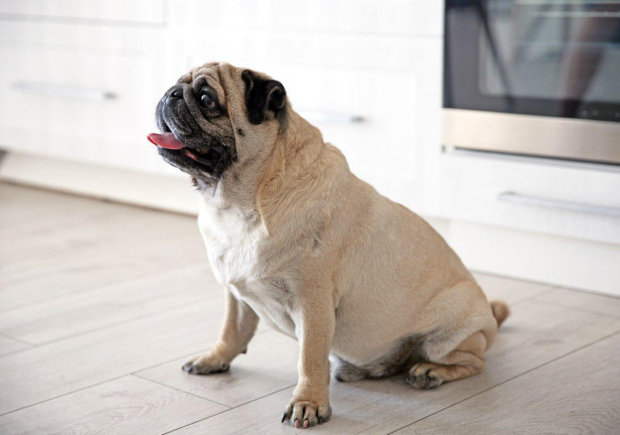 Надприродне явище розгледіли на грайливому відео з собакою: таке страшно побачити у своїй квартирі