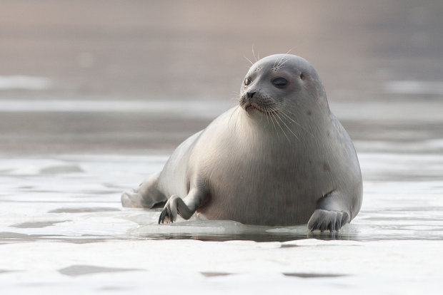 Вы умрете от мимишности: после спасения тюлененок живет с людьми и считает себя котиком