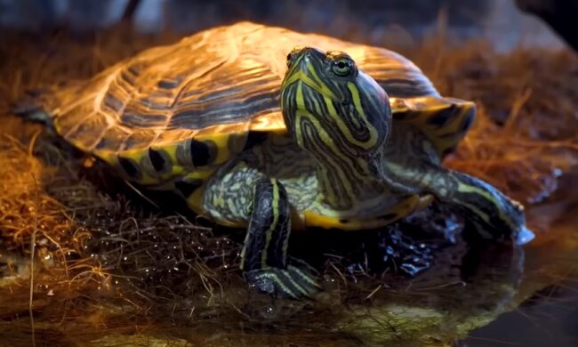 Красновуха американська черепашка. Фото скріншот з Youtube