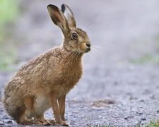 Самовіддана любов матері-зайчихи шокувала мережу