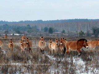 Фото: Чернобыльский заповедник