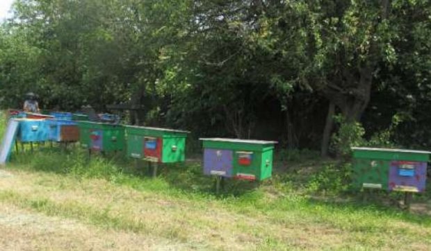 У жителя Сумської області поцупили 34 вулики із бджолами (фото)