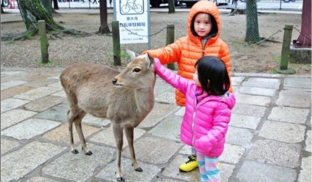 Вежливый олень найден в Японии (ВИДЕО)