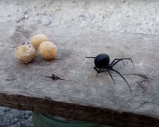паук-каракурт, скриншот из видео