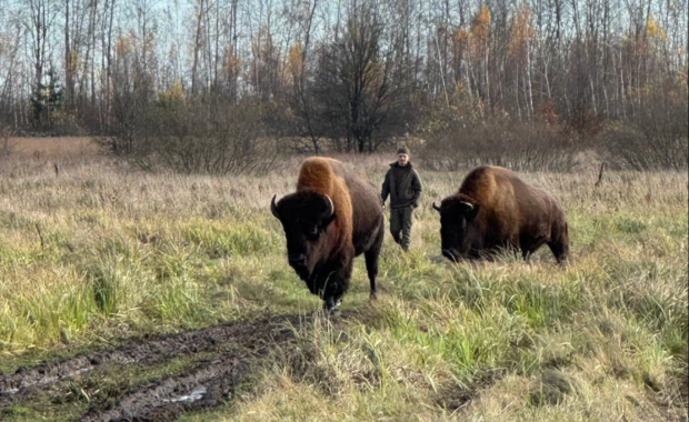 Пригоди червонокнижних велетнів: на Житомирщині зубрів, що гуляли селом, перегнали пішки 27 кілометрів заради порятунку