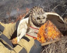 Врятована під час пожежі сова. ДСНС