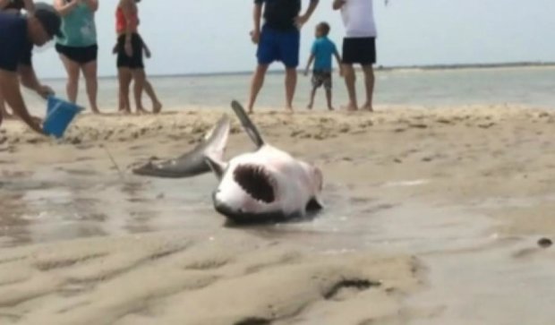 Пляжники врятували білу акулу від загибелі (відео)