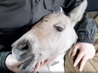 спасенный жеребенок, скриншот из видео