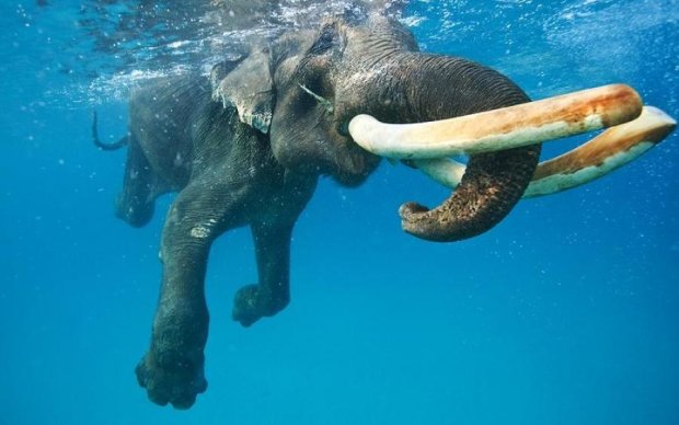 Потопаючий слон підняв на ноги флот Шрі-Ланки