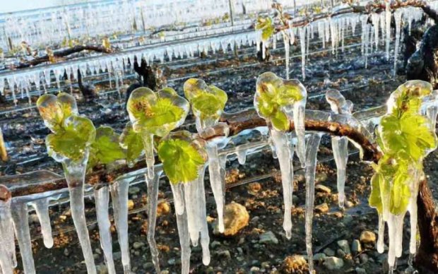 Эксперт рассказала, что спасет урожай после майских заморозков