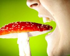 Ядовитые грибы Украины: чего лучше избегать