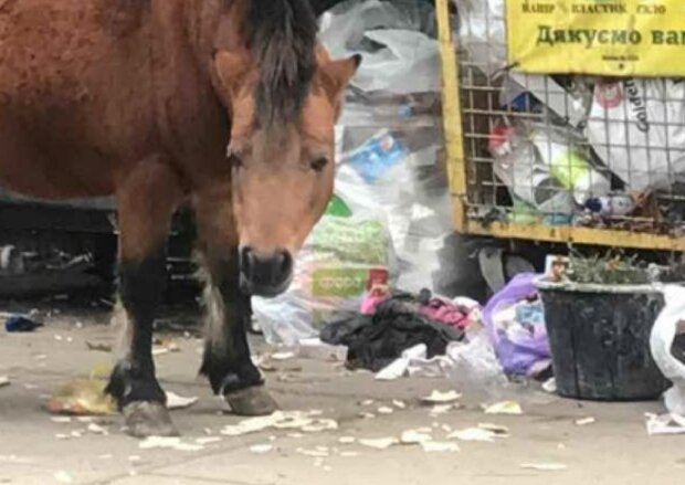 Пони возле мусорки в Броварах, фото Kyiv News: Telegram