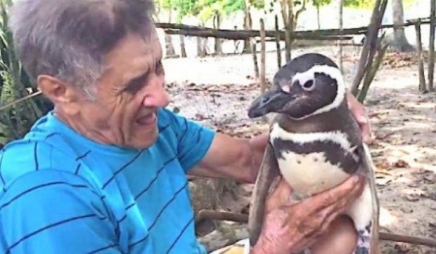 Пингвин ежегодно навещает своего спасителя (видео)