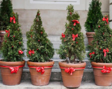 Ялинка в горщику