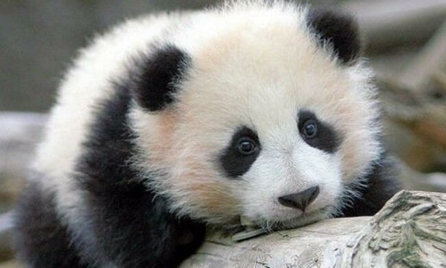 Морозиво рятує від спеки: метод панди