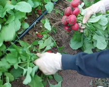 Редиска, город, кадр з відео