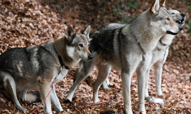 Собачья жизнь: четвероногий записался в друзья к волку, людям стоит поучиться
