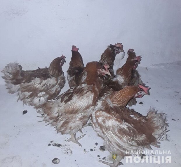 Под Киевом "куриные рецидивисты" ограбили птицефабрику и стали посмешищем в сети