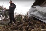 Скрін, відео YouTube картопля