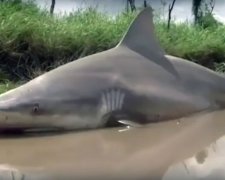 Ураган "Деббі" закинув акулу в місто - відео
