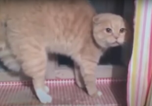 Кошка с бешенством, кадр из видео