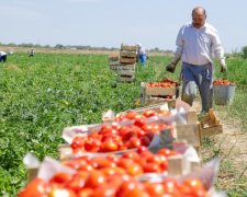 Європейці не можуть зібрати врожай без українців